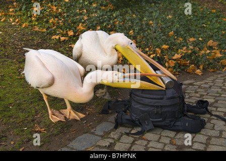 Orientale pellicano bianco (Pelecanus onocrotalus), affamati pellicani esaminando uno zaino con thermos, Germania, Baden-Wuertte Foto Stock