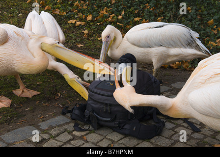 Orientale pellicano bianco (Pelecanus onocrotalus), affamati pellicani esaminando uno zaino con thermos, Germania, Baden-Wuertte Foto Stock