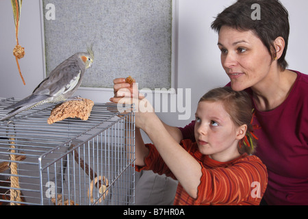 Cockatiel (Nymphicus hollandicus), una madre aiuta a sua figlia di alimentazione di un cockatiel Foto Stock