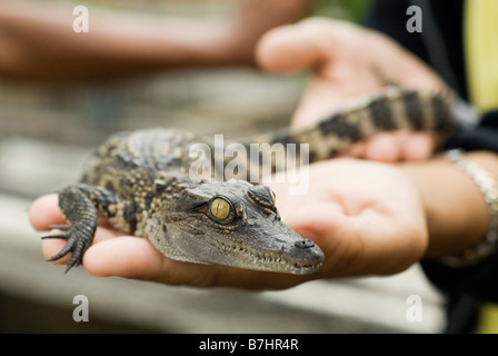 Baby coccodrillo essendo mantenuto a Samut Prakan Crocodile Farm, Chonburi. Bangkok Foto Stock