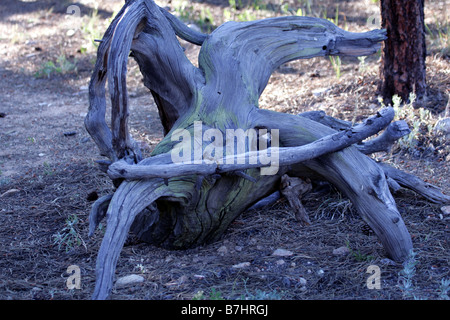 Essiccato ceppo di albero in Colorado con colore blu al legno secco Foto Stock