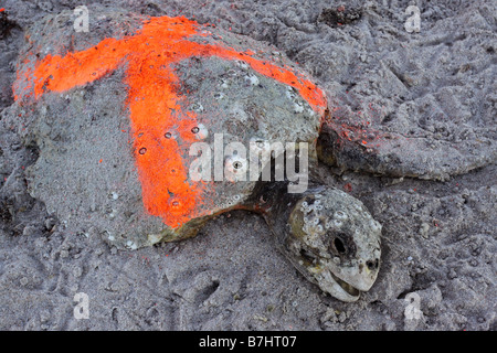 Canaveral National Seashore morti liuto tartaruga di mare Foto Stock