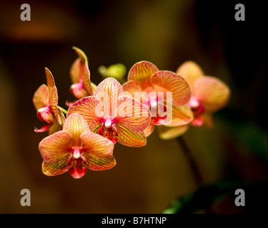 Orchidea - Phalaenopsis Foto Stock