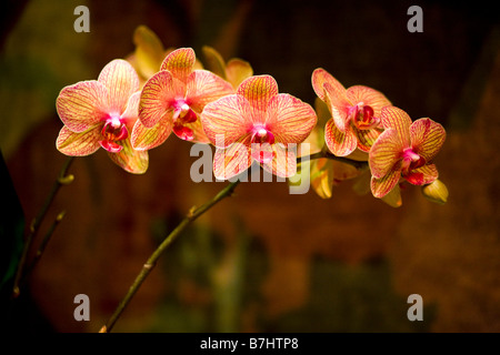 Orchidea - Phalaenopsis Foto Stock