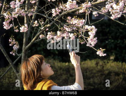 Giovane donna fotografie fiori ciliegio usando un telefono cellulare Yoshino district Giappone Foto Stock