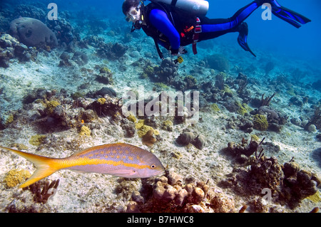 Limanda snapper e maschio sub in blu e nero muta in oceano caraibico Foto Stock