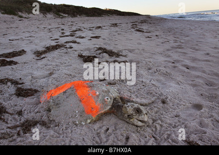 Canaveral National Seashore morti liuto tartaruga di mare Foto Stock