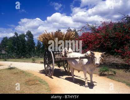 Ox carrello caricato con canna a Domaine Les Pailles canna da zucchero station wagon in Port Louis distretto di Mauritius Foto Stock