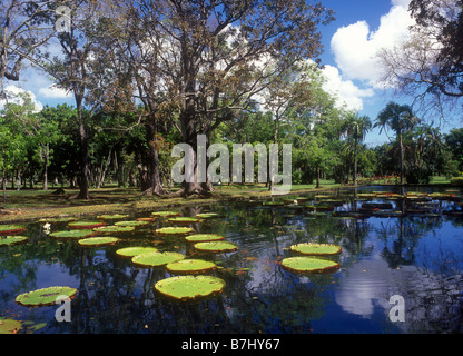Gigante acqua amazzonica ninfee nel Pamplemousses Giardino Botanico (Sir Seewoosagur Ramgoolam Botanical Garden) Foto Stock