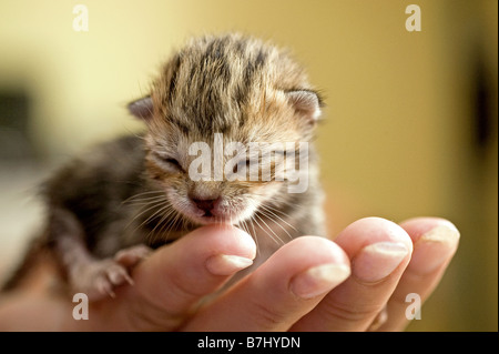 Il gatto domestico - gattino (cinque giorni) a portata di mano Foto Stock