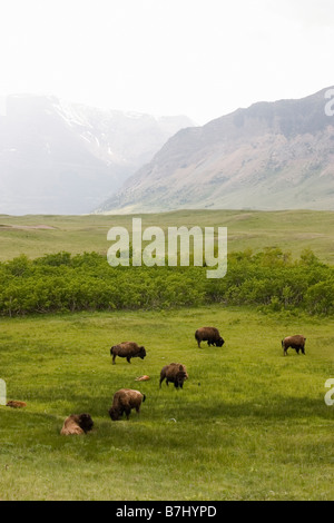 Buffalo (Bison bison) in montagna rocciosa pedemontana, Parco Nazionale dei laghi di Waterton, Alberta, Canada. Foto Stock