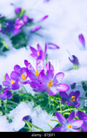 Crochi fuoriuscendo attraverso la neve, West Vancouver, B.C. Foto Stock