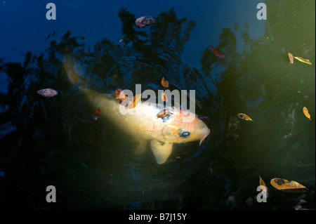 Koi nel fossato intorno alla torre di Carillon in Bok Tower Gardens, vicino al lago di Galles, Central Florida, Stati Uniti d'America Foto Stock