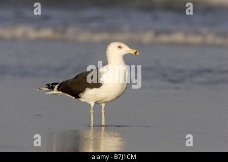 Grande nero-backed Gull su una spiaggia Foto Stock