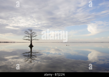 Albero e riflessione nel lago Mattamuskeet Foto Stock