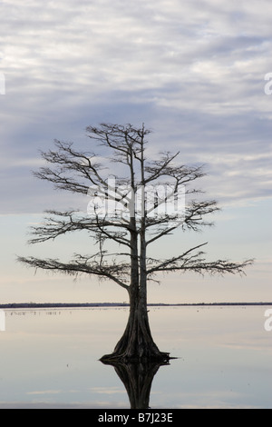 Albero e riflessione nel lago Mattamuskeet Foto Stock