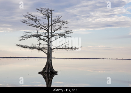 Albero e riflessione nel lago Mattamuskeet Foto Stock