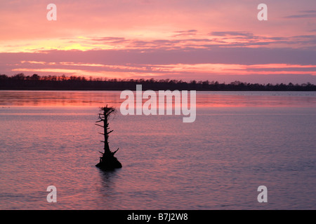 Piccolo albero al tramonto nel lago Mattamuskeet Foto Stock