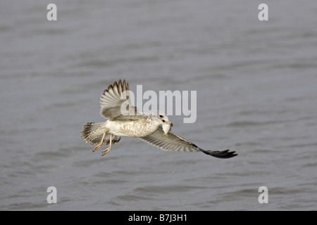 Anello di teenager-fatturati gabbiano in volo portando un pesce Foto Stock