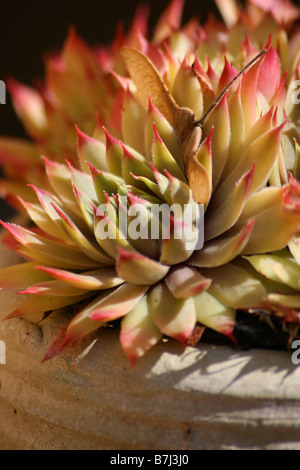 Rosa con punta di giallo - verde Sempervivum / Semprevivo / Liveforever succulant Crasulaceae close-up Foto Stock