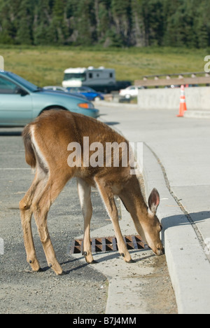 Mule Deer leccare il sale fuori strada in un parcheggio. Il Parco nazionale di Olympic, Hurricane Ridge, Washington, Stati Uniti d'America Foto Stock