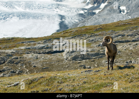 Bighorn in un prato alpino. Wilcox Pass, Jasper National Park, Alberta Foto Stock