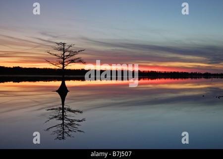 Piccolo albero al tramonto con la riflessione nel lago Mattamuskeet Foto Stock