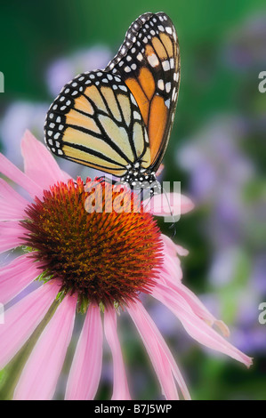 Farfalla monarca alimentazione su coneflower. Dartmouth, Nova Scotia Foto Stock