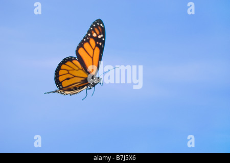 Farfalla monarca in volo. Foto Stock