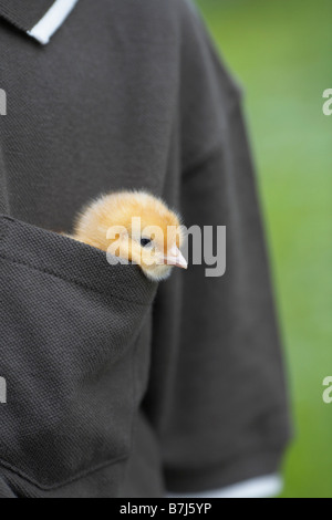 Ragazzino con un pulcino di bambino in tasca, Waterford, Ontario Foto Stock