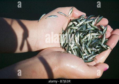 Ragazza di 14 anni la cattura di Minnows. Victoria, BC. Foto Stock