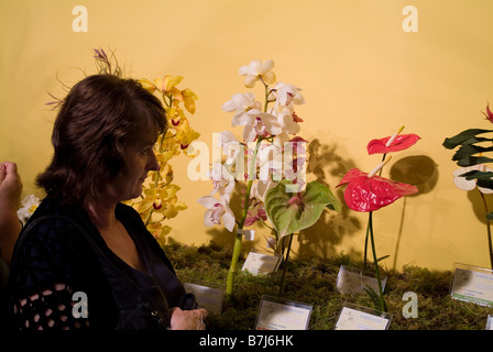 Dh il Festival dei Fiori di Madeira Funchal donna guardando premiato display fiori in mostra rettangolo di selezione Foto Stock