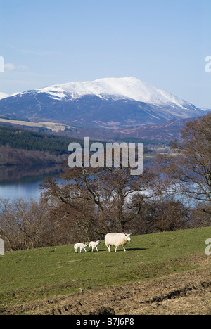 dh Loch Tummel STRATHTUMMEL PERTHSHIRE Scozia pecore due agnelli in campo Mount Schiehallion Ewe regno unito highlands scozzesi primavera agnello fattoria animali scena Foto Stock