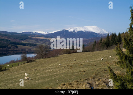 Dh Loch Tummel STRATHTUMMEL PERTHSHIRE Monte Schiehallion le pecore e gli agnelli nel campo hillside Foto Stock