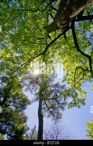 Sole che splende attraverso gli alberi, Niagara sul lago Ontario Foto Stock