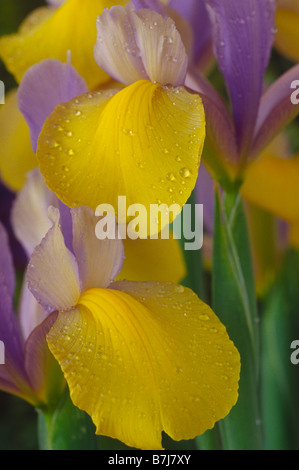 Iris "Oriental bellezza' (Olandese iris) Chiudere fino a cadute. Foto Stock