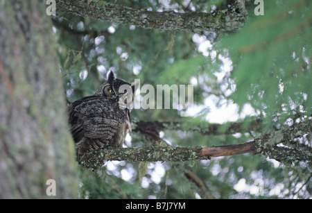 Picchi di gufo in telecamera da dietro la vecchia Douglas Fir Tree, Whistler, BC Canada Foto Stock