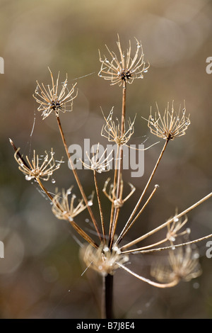 Fusione di gelo su Hemlock (Oenanthe crocata) in inverno Foto Stock