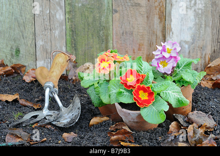 Rustico giardino primavera scena con primule vasi di terracotta e attrezzi da giardino Foto Stock