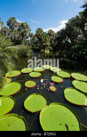 Longwood ibrido di Victoria Ninfee Bok Tower Gardens, vicino al lago di Galles, Central Florida, Stati Uniti d'America Foto Stock