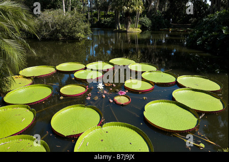 Longwood ibrido di Victoria Ninfee Bok Tower Gardens, vicino al lago di Galles, Central Florida, Stati Uniti d'America Foto Stock