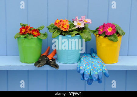 Rustico giardino primavera scena con primule in tazze colorate sul ripiano di blu Foto Stock