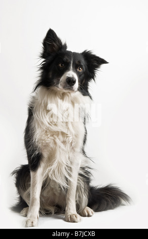 collie di bordo Foto Stock