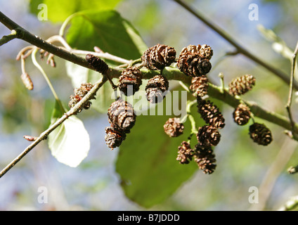 Ontano nero amenti, Alnus glutinosa, Betulaceae Foto Stock