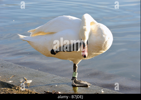 Swan in piedi su una gamba Foto Stock