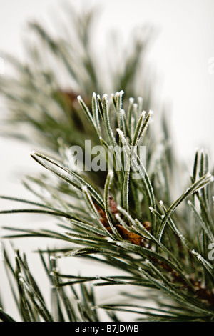 Smerigliato ramoscello di pino Foto Stock