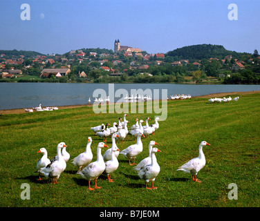 HU - Lago Balaton (lago più grande in Europa Centrale) Foto Stock