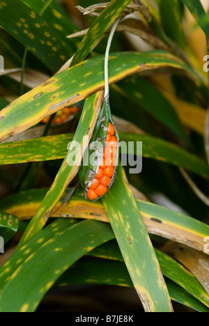 IRIS FOETIDISSIMA GLADWYN PUZZOLENTE POD di sementi Foto Stock