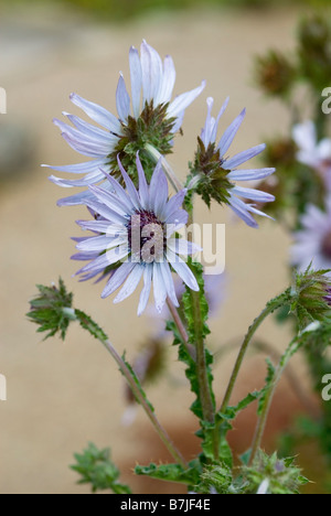 BERKHEYA PURPUREA SPIKE ARGENTO Foto Stock