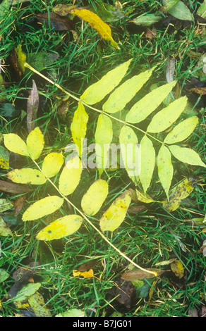In prossimità dei due a calce verde Foglie di autunno di cenere comune giacente su erba con altre foglie di salice bianco Foto Stock